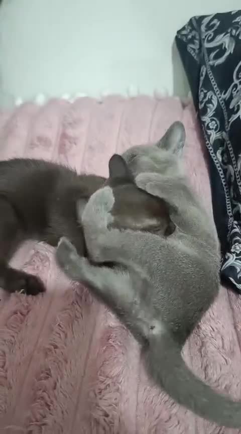 Burmese cats for sale: Burmese kitten 2 boys  - Video 4