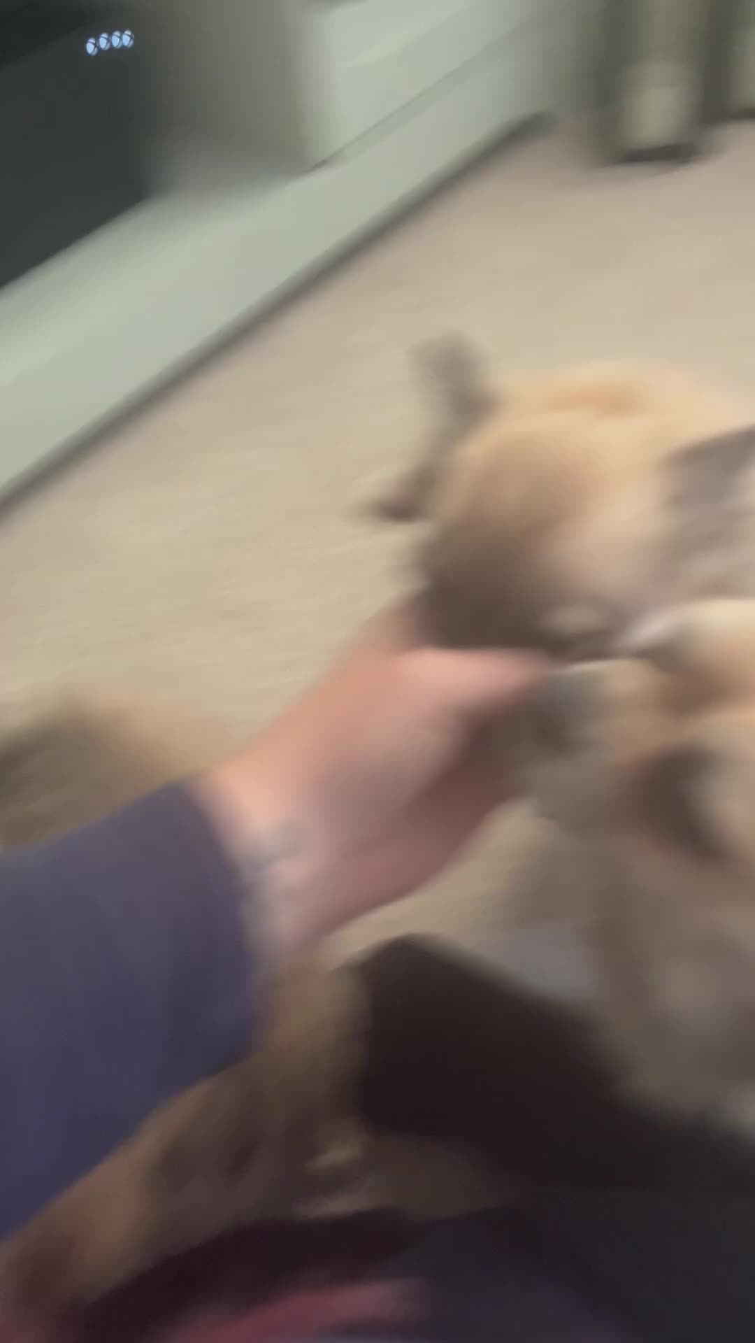 Chihuahua dogs for sale: Long haired chihuahuas READY TO LEAVE NOW. - Video 1