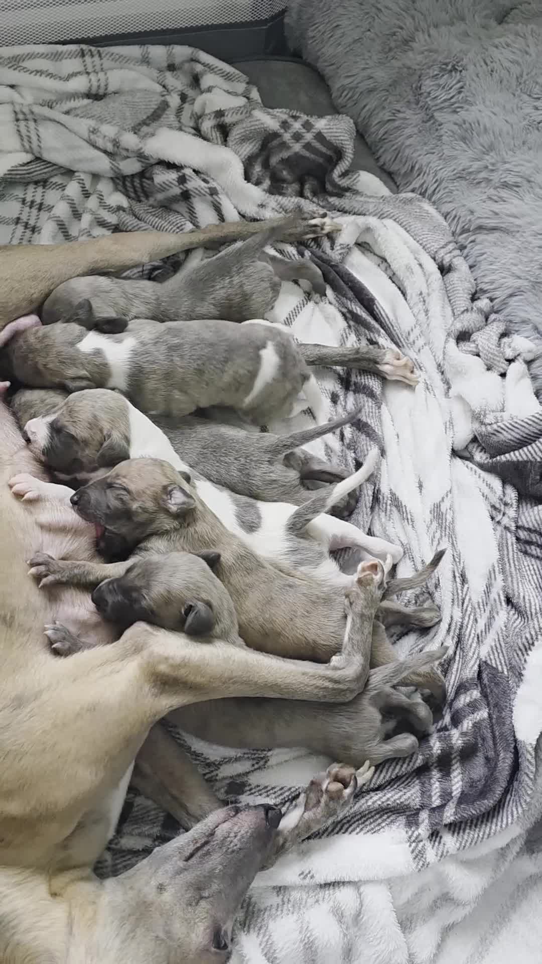 Whippet dogs for sale: Whippet pups for sale - Video 1