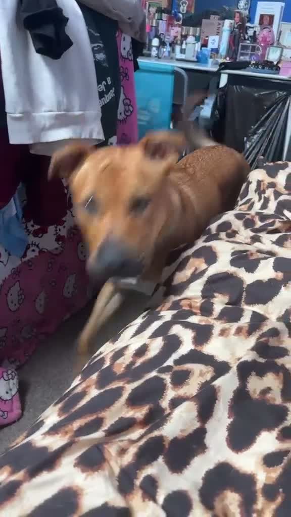 Mixed Breed dogs for sale: Bullmastiff x Border Collie needs rehoming  in Barnsley - Video 1