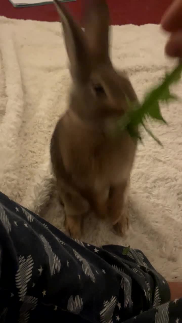 Guinea Pig rodents for sale: 1 male rabbit (bambi) - Video 2