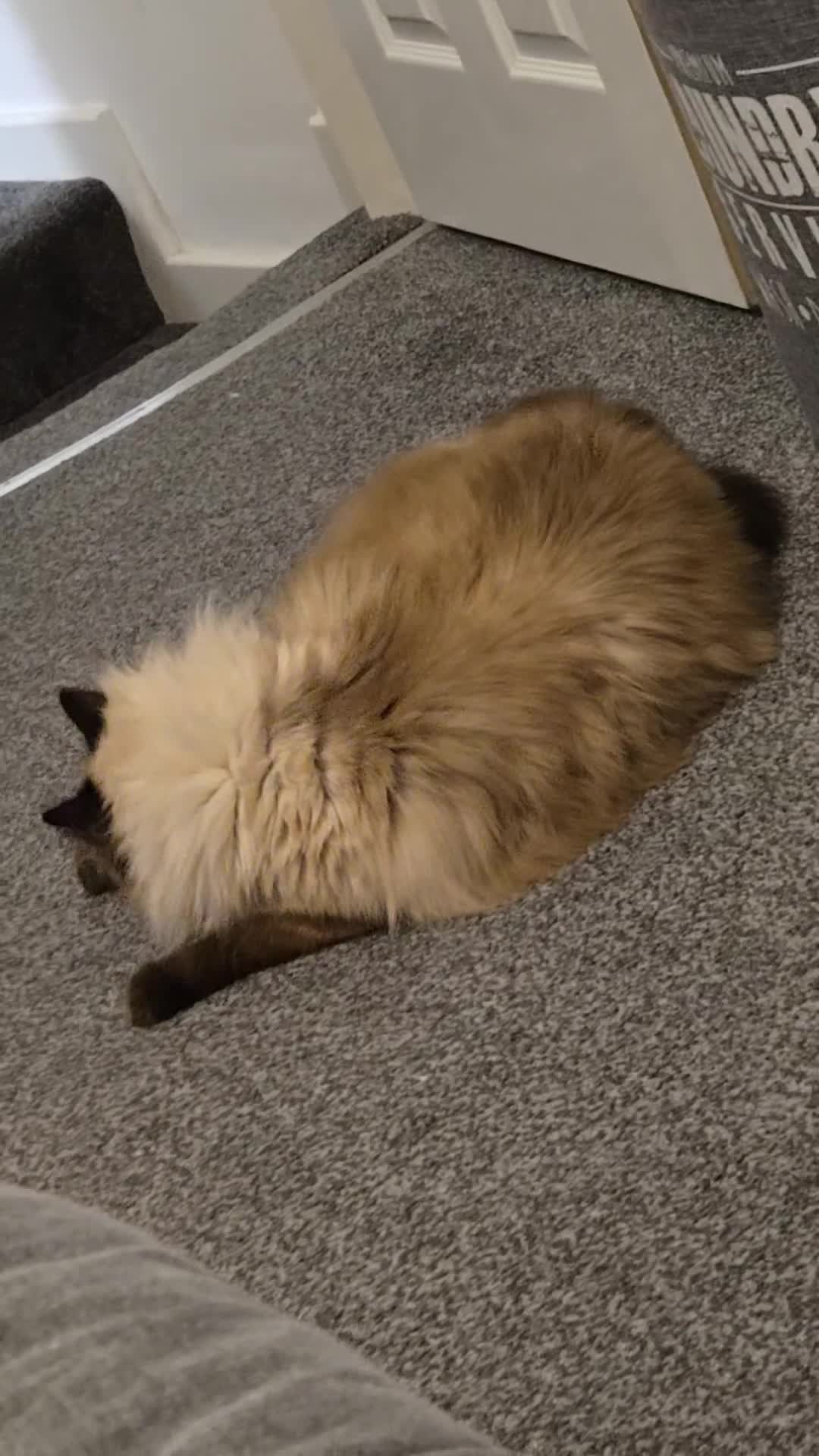 Ragdoll cats for sale: Millie - Video 1