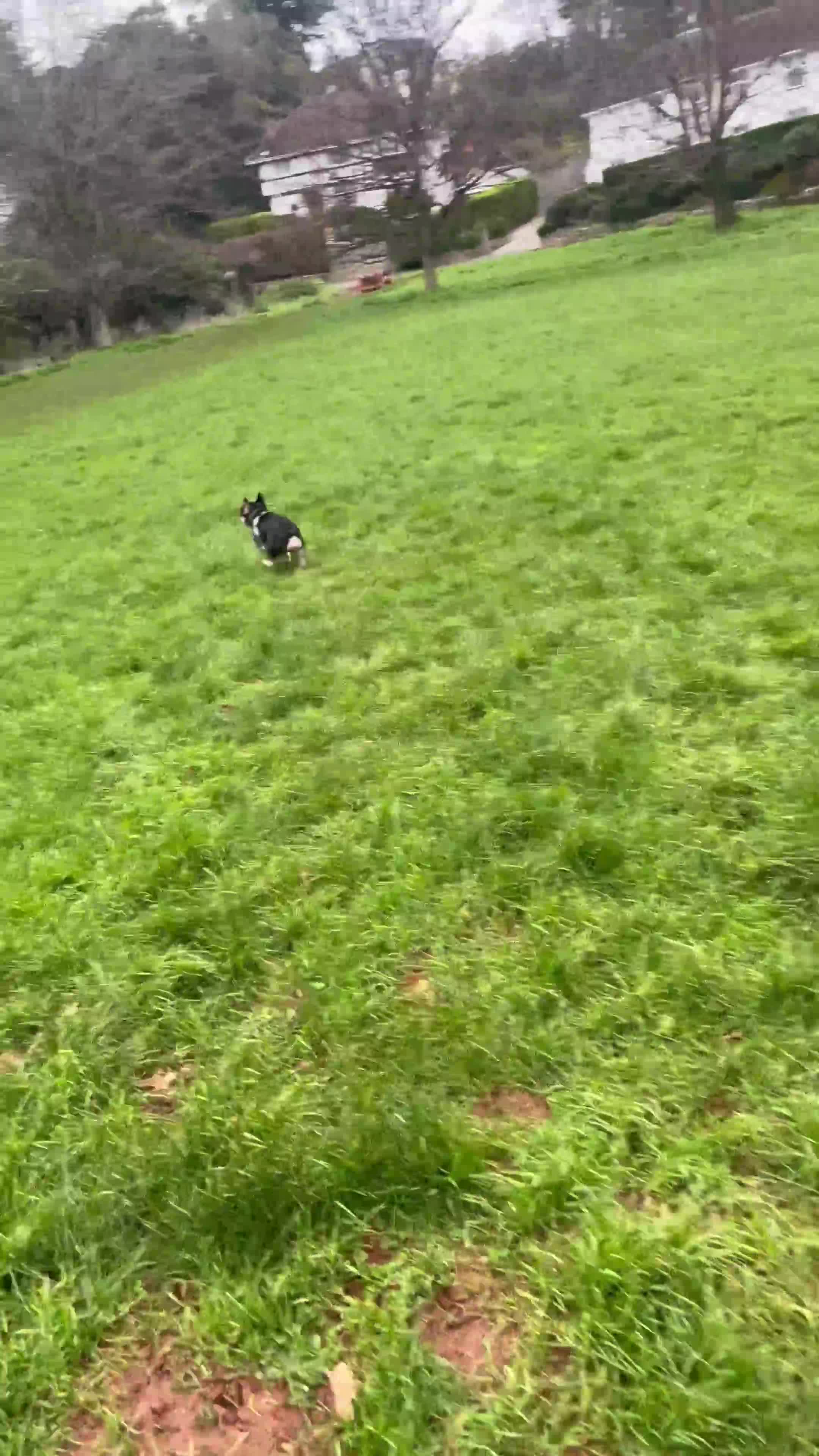 French Bulldog dogs for sale: Male Adult FrenchBulldog  - Video 1