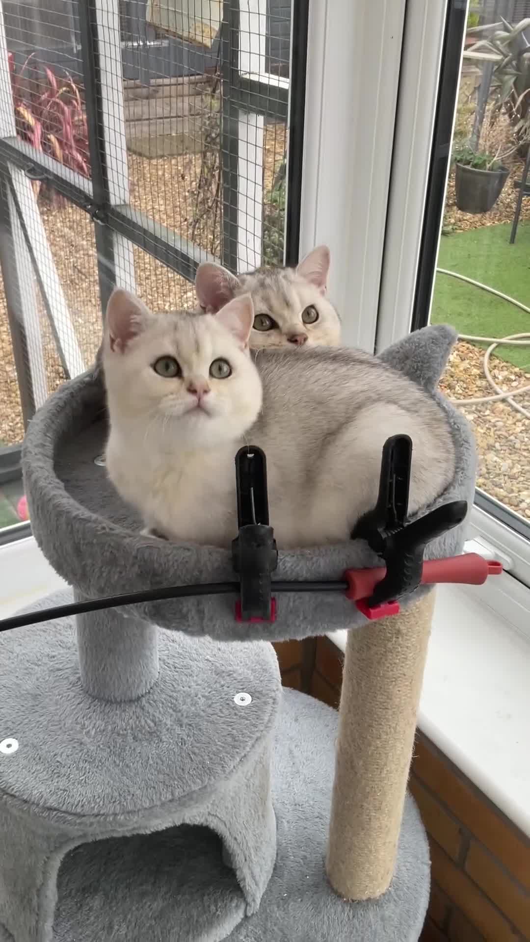 British Shorthair cats for sale: Black Silver Tipped  - Video 2