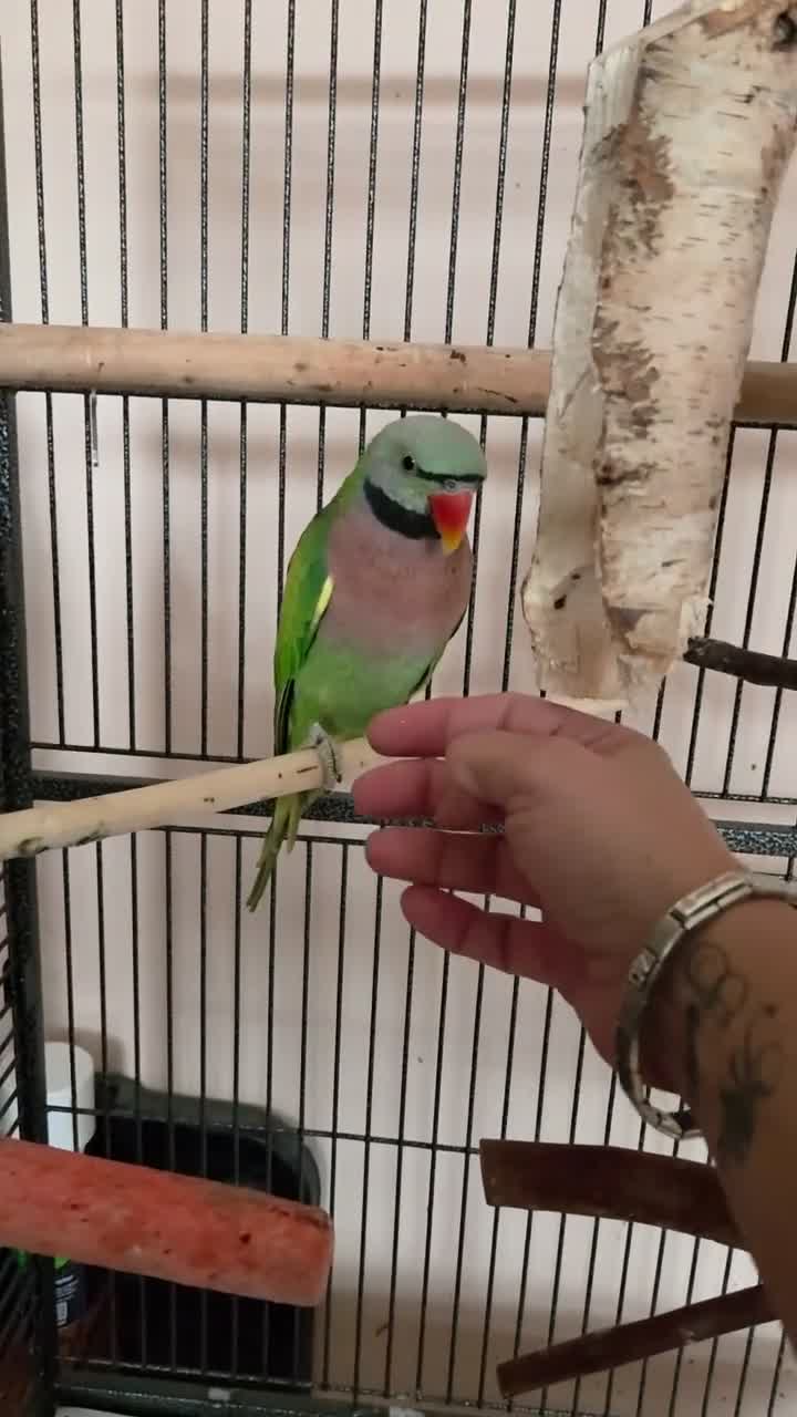 Parrots birds for sale: Beautiful male moustache parrot - Video 2