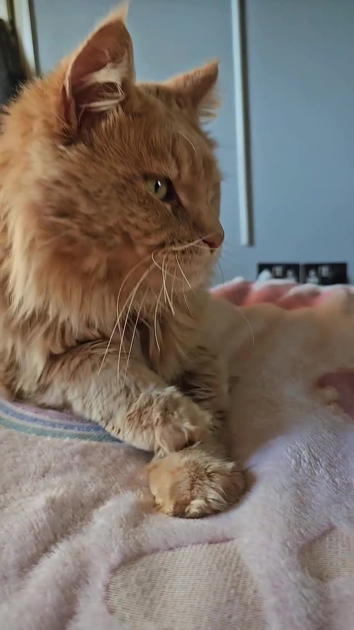 Maine Coon cats for sale:  Beautiful Siberian x Maine Coon Kittens Available - Video 2