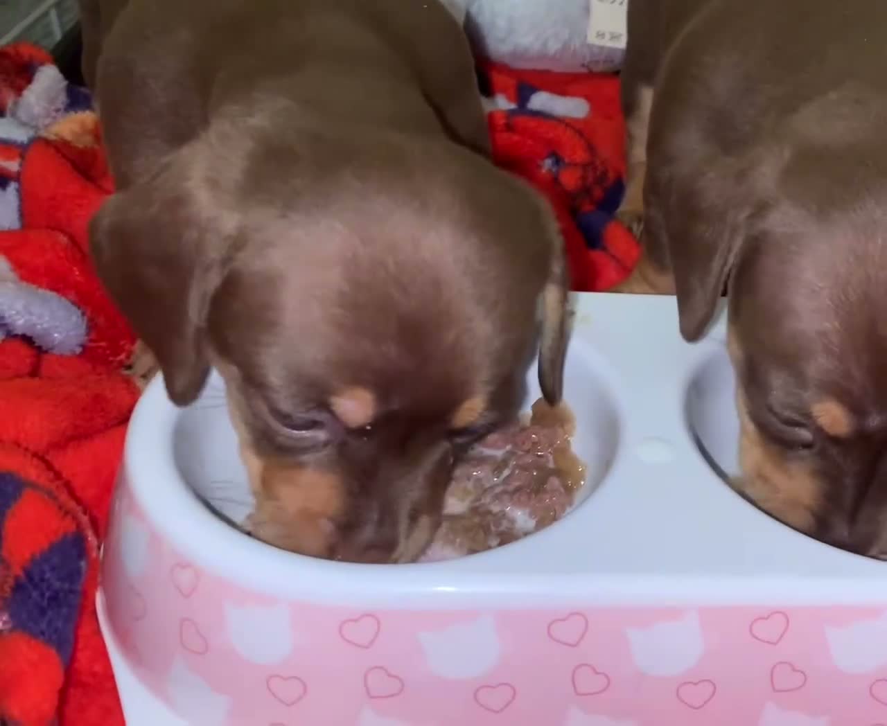 Miniature Dachshund dogs for sale: 2 girl miniature Dachshund  - Video 1