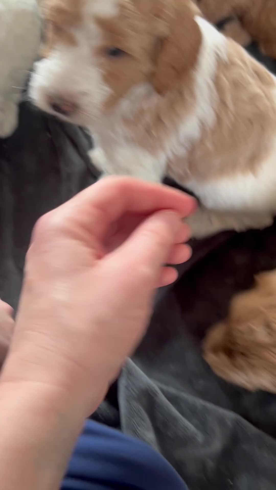 Australian Labradoodle dogs for sale: Beautiful, spoilt Austrian labradoodle puppies  - Video 1