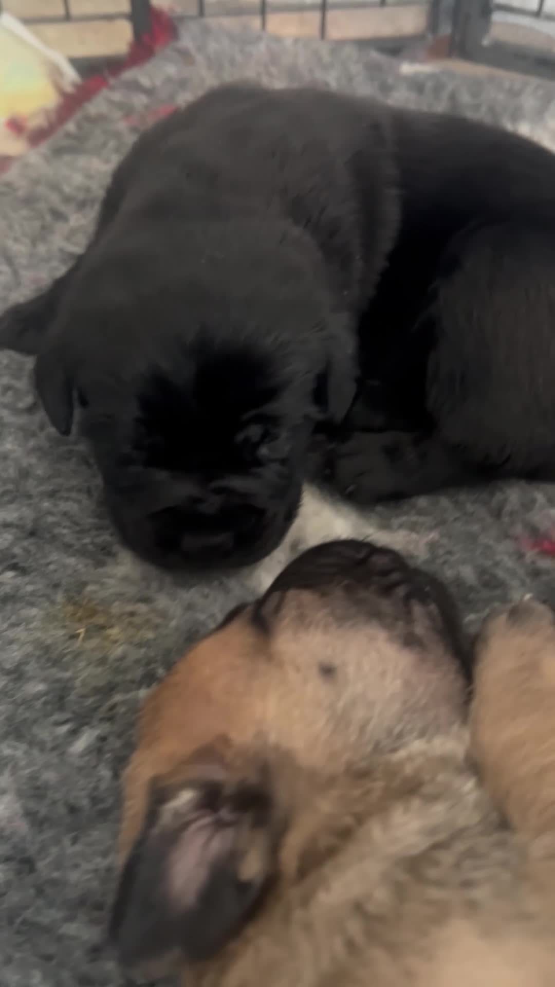 Mixed Breed dogs for sale: Old English mastiff x puppies 3 available  - Video 3