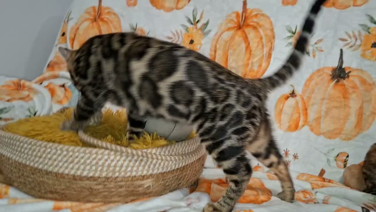 Bengal cats for sale: Stunning Bengal Kittens  - Video 4