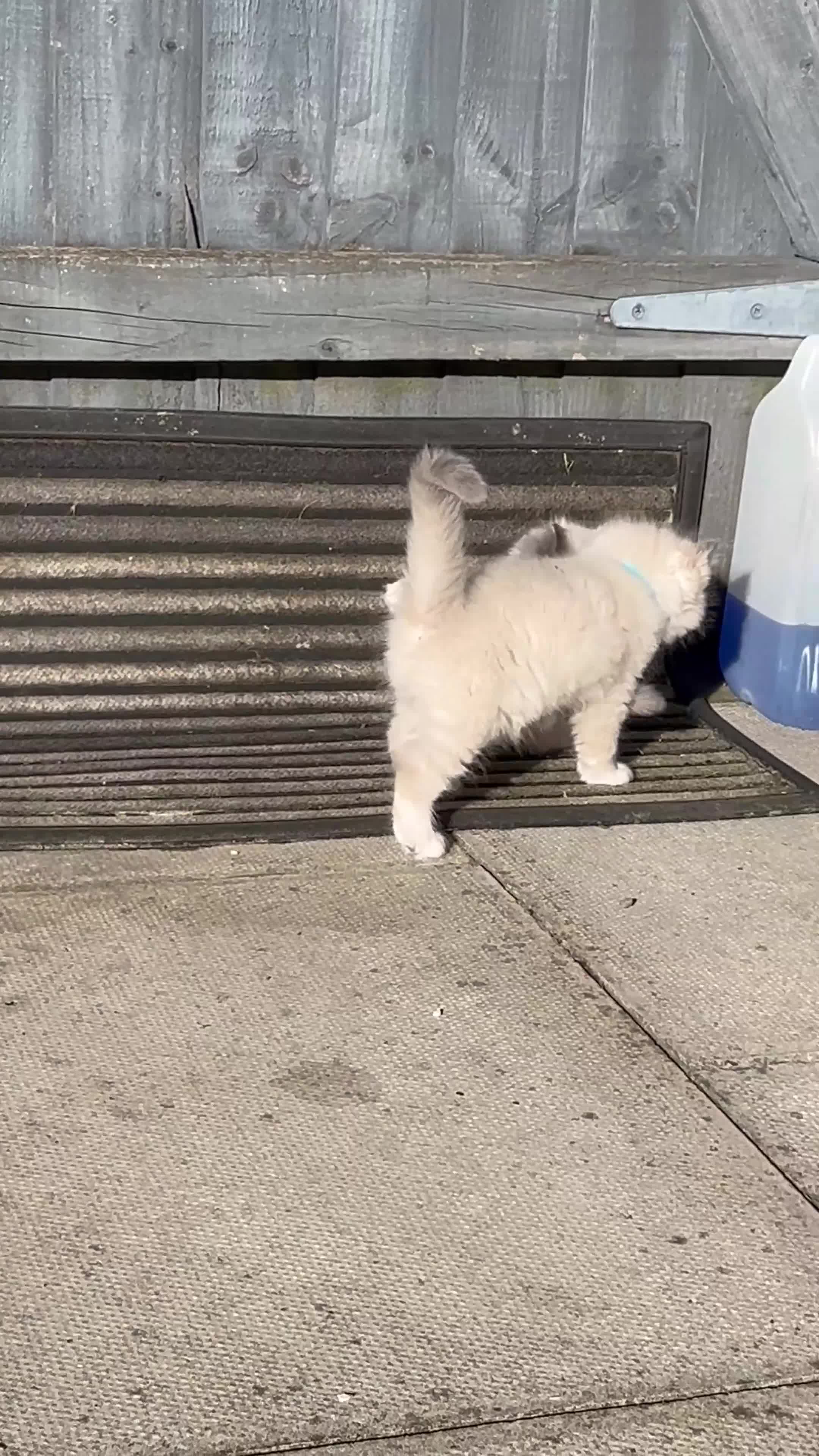 Ragdoll cats for sale: 3 Pure Ragdoll kittens and their mum  - Video 3