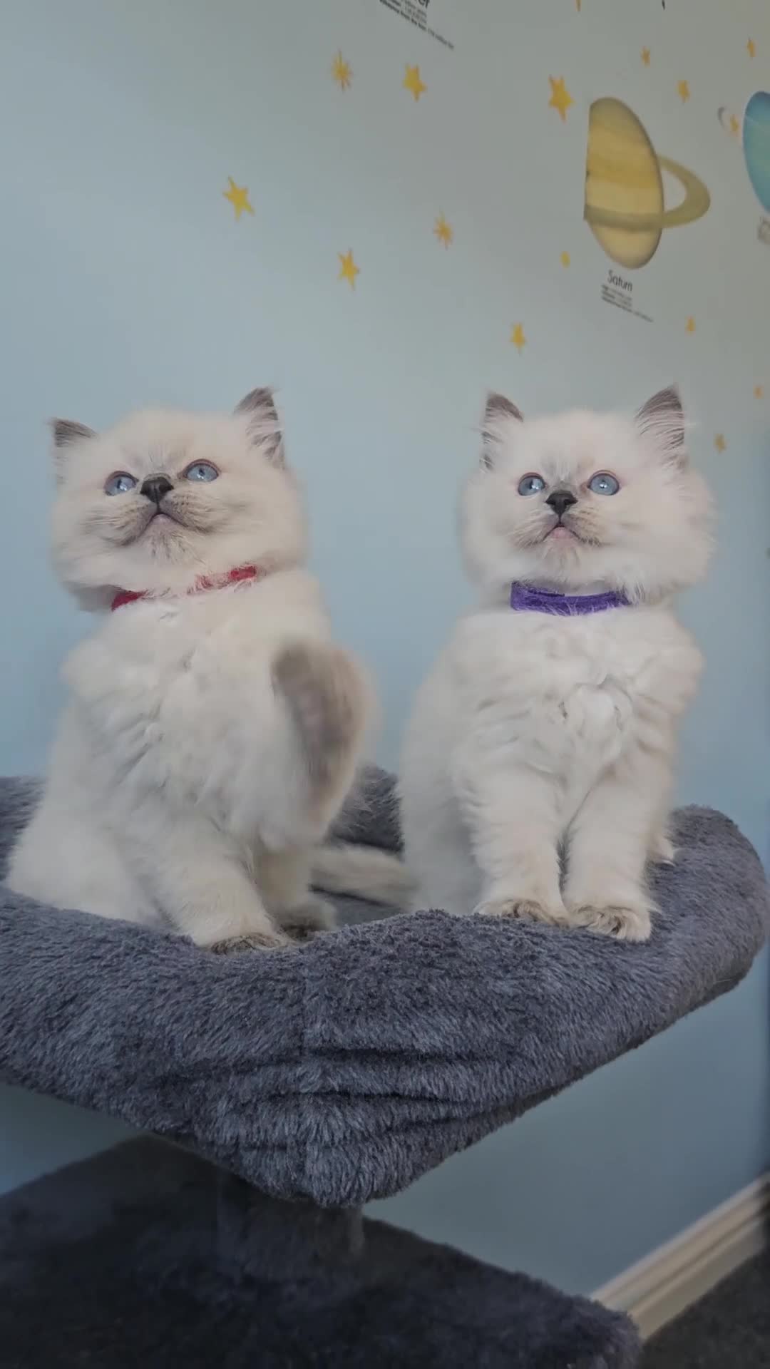 Ragdoll cats for sale: Ragdoll kittens looking new home 🏡  - Video 1