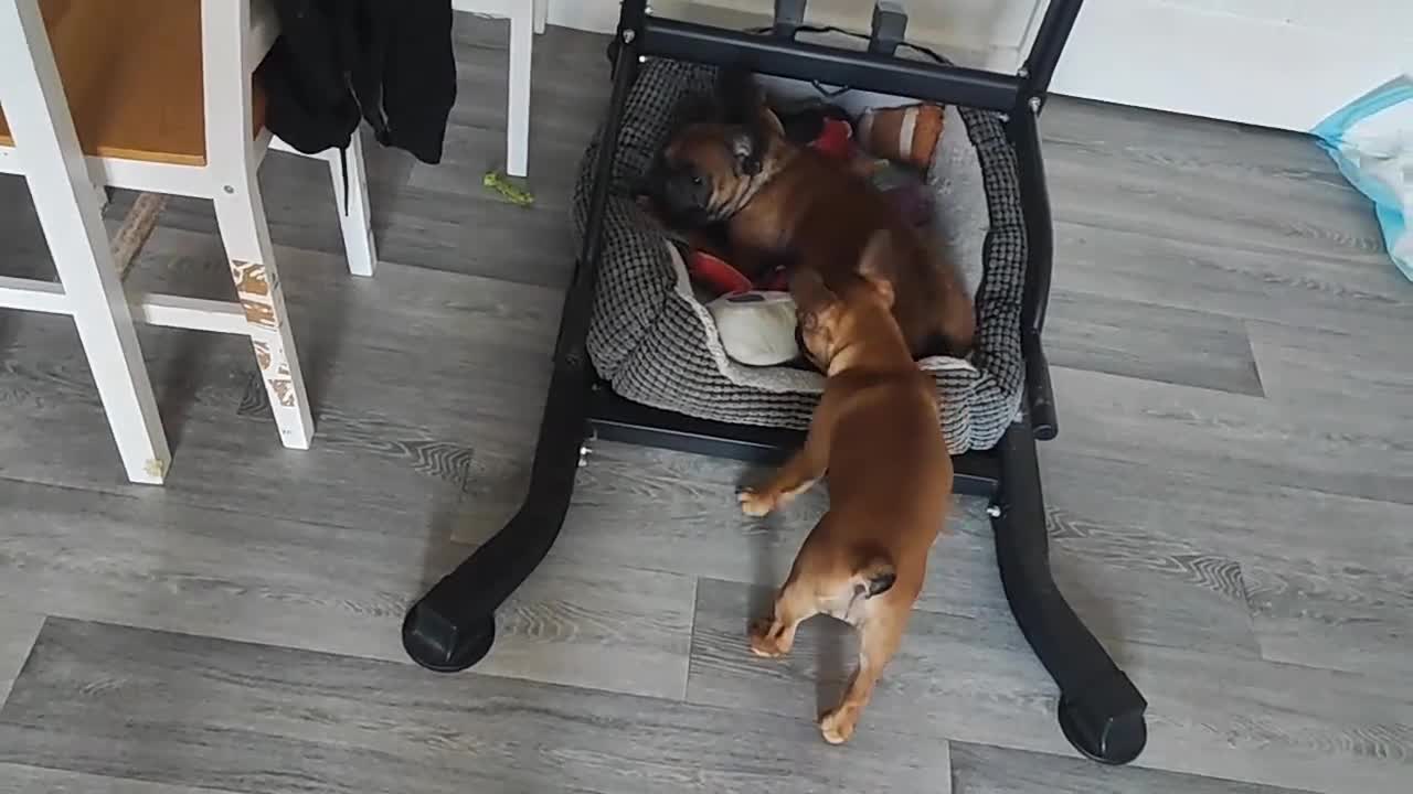 French Bulldog dogs for sale: French bulldog puppy  - Video 1