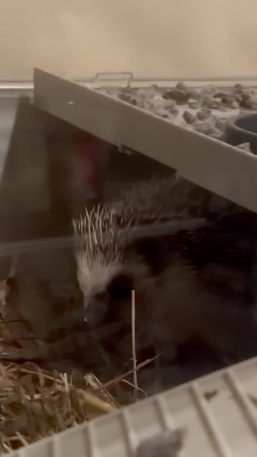 Pygmy Hedgehog rodents for sale: Pair Pygmy Hedgehogs Emergency Rehoming - Video 4