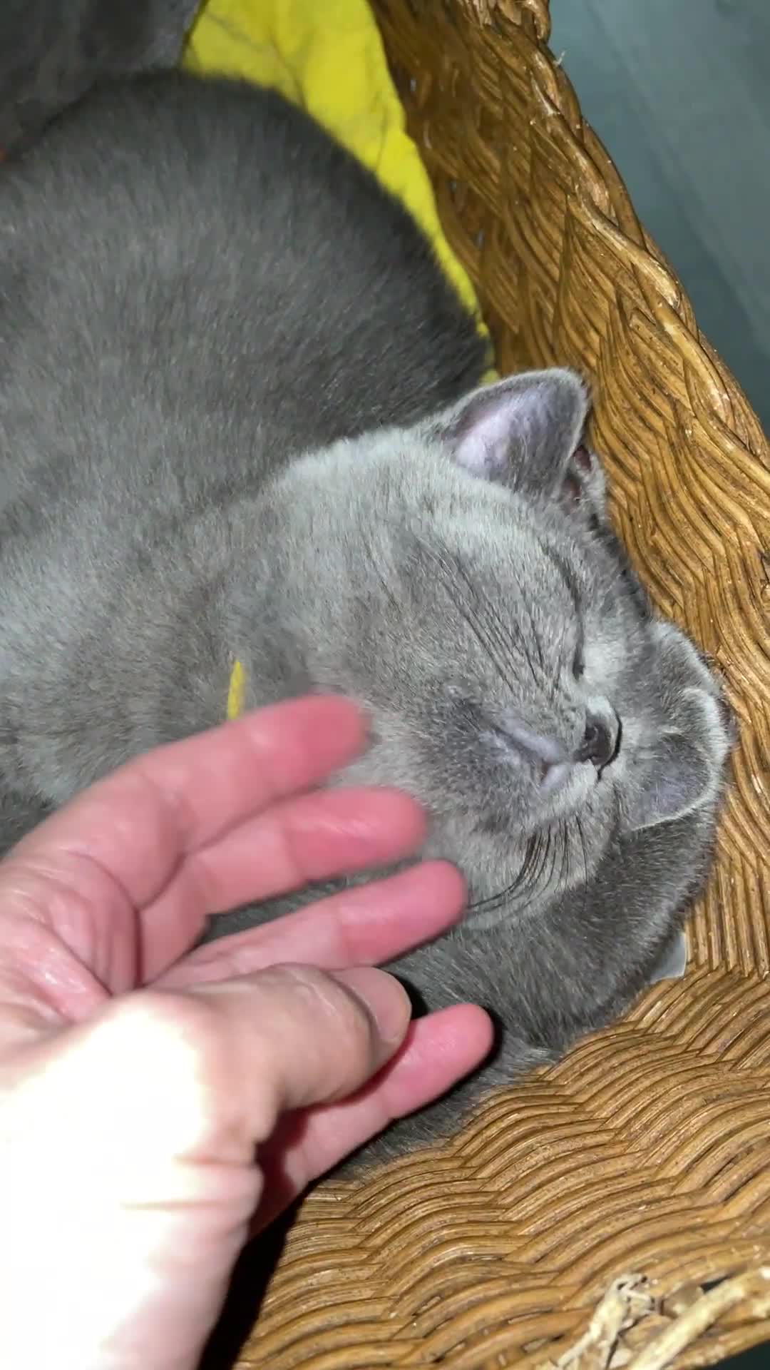 British Shorthair cats for sale: Beautiful Blue British Shorthair Kittens - Video 2