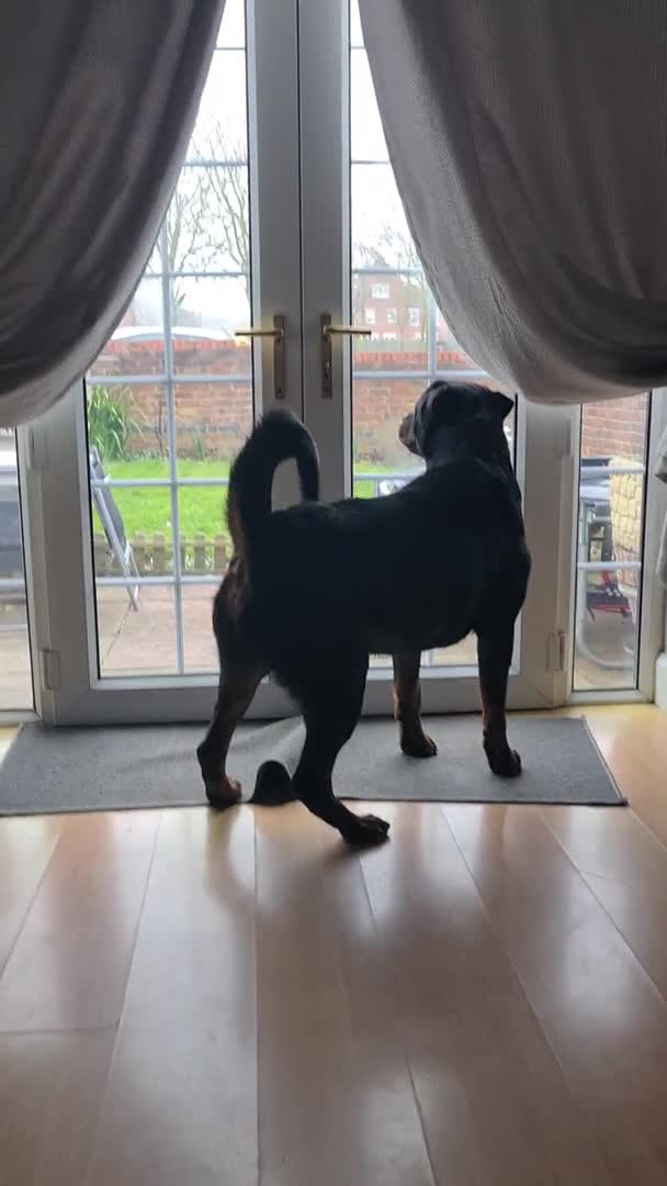 Rottweiler dogs for stud: **PROVEN** STUD ONLY  ROTTWEILER in Mansfield - Video 1