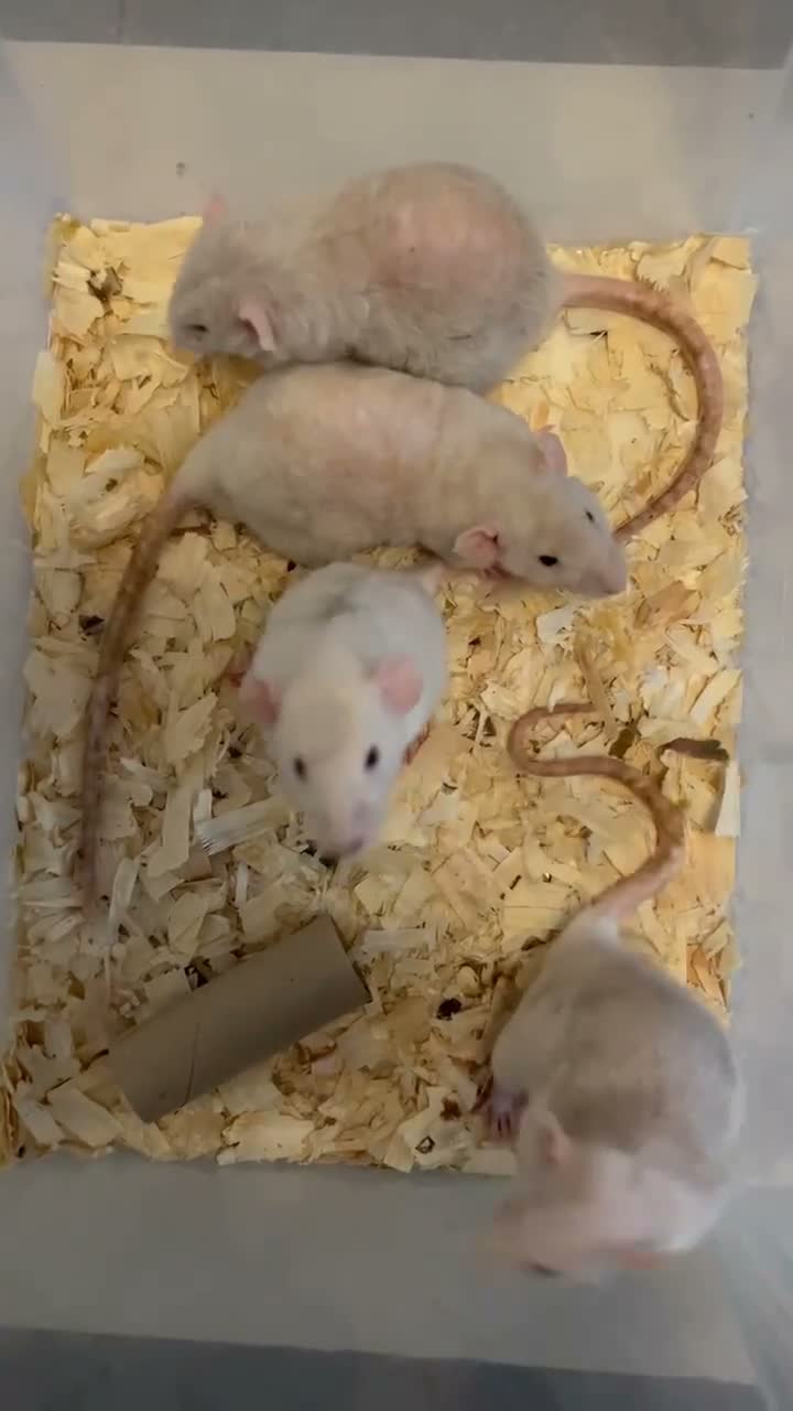 Rat rodents for sale: Older Dumbo Rats 5+months Male and Female  - Video 2