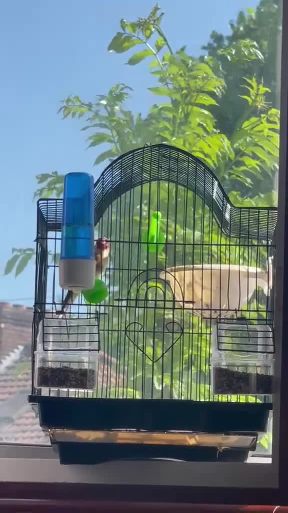 Canaries birds for sale: Canary Pair + Male Goldfinch Available - Video 3