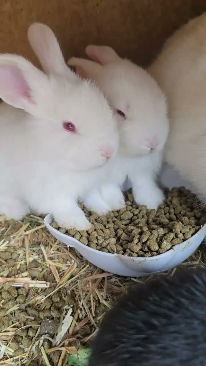 Continental Giant rabbits for sale: Continental Giant Rabbit Kits Bookings Now Open 🐰 - Video 1