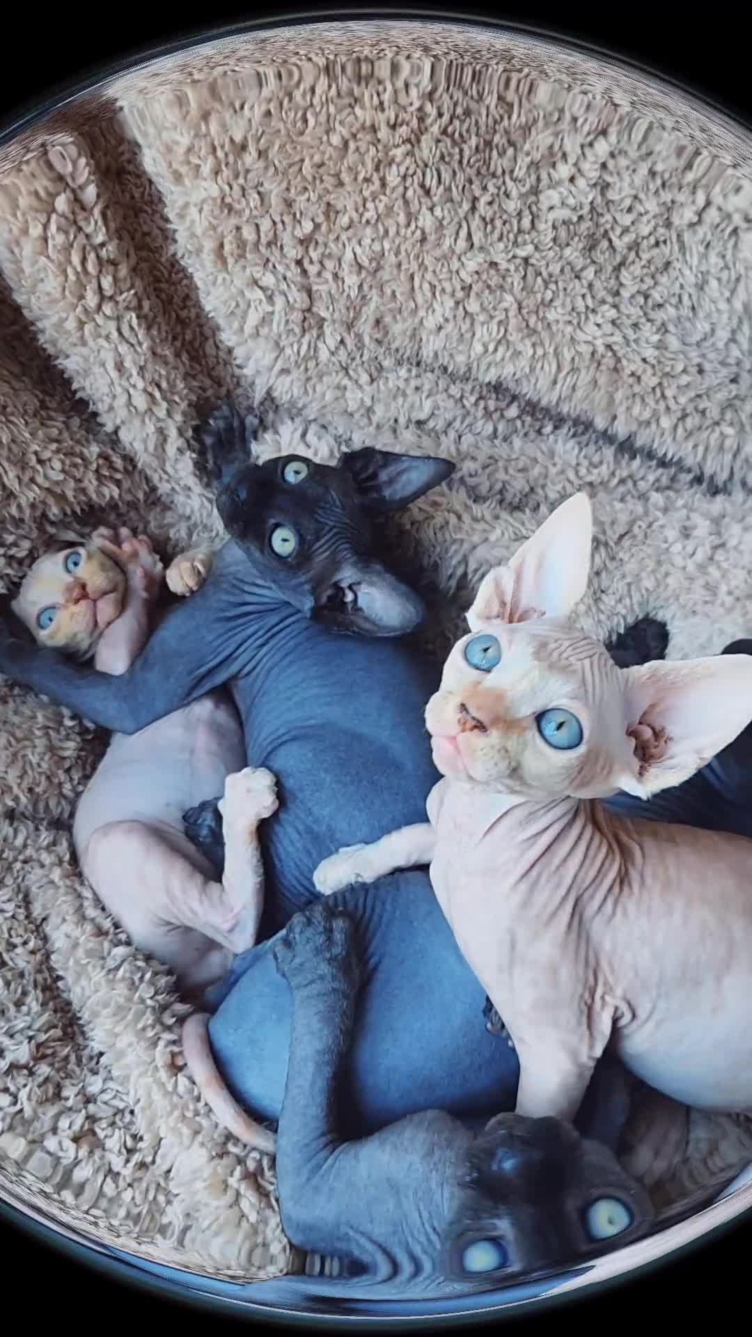 Sphynx cats for sale: 6 Lovely Canadian Sphynx kittens - Video 2