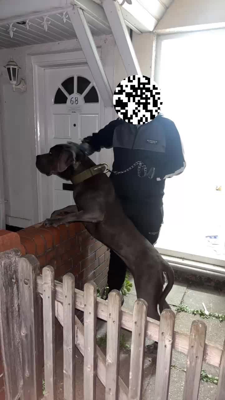 Cane Corso dogs for sale: Female Cane Corso - Video 2