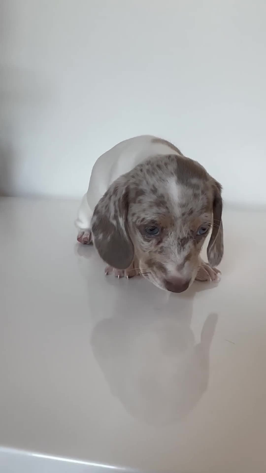 Miniature Dachshund dogs for sale: Kc Miniature Dachshunds  in Oldham - Video 2