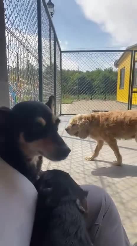 Mixed Breed dogs for adoption: Margot, 10+ yrs. Available for adoption  - Video 1