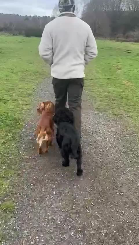 Cocker Spaniel dogs for stud: Kc reg red working cocker for stud - Video 1