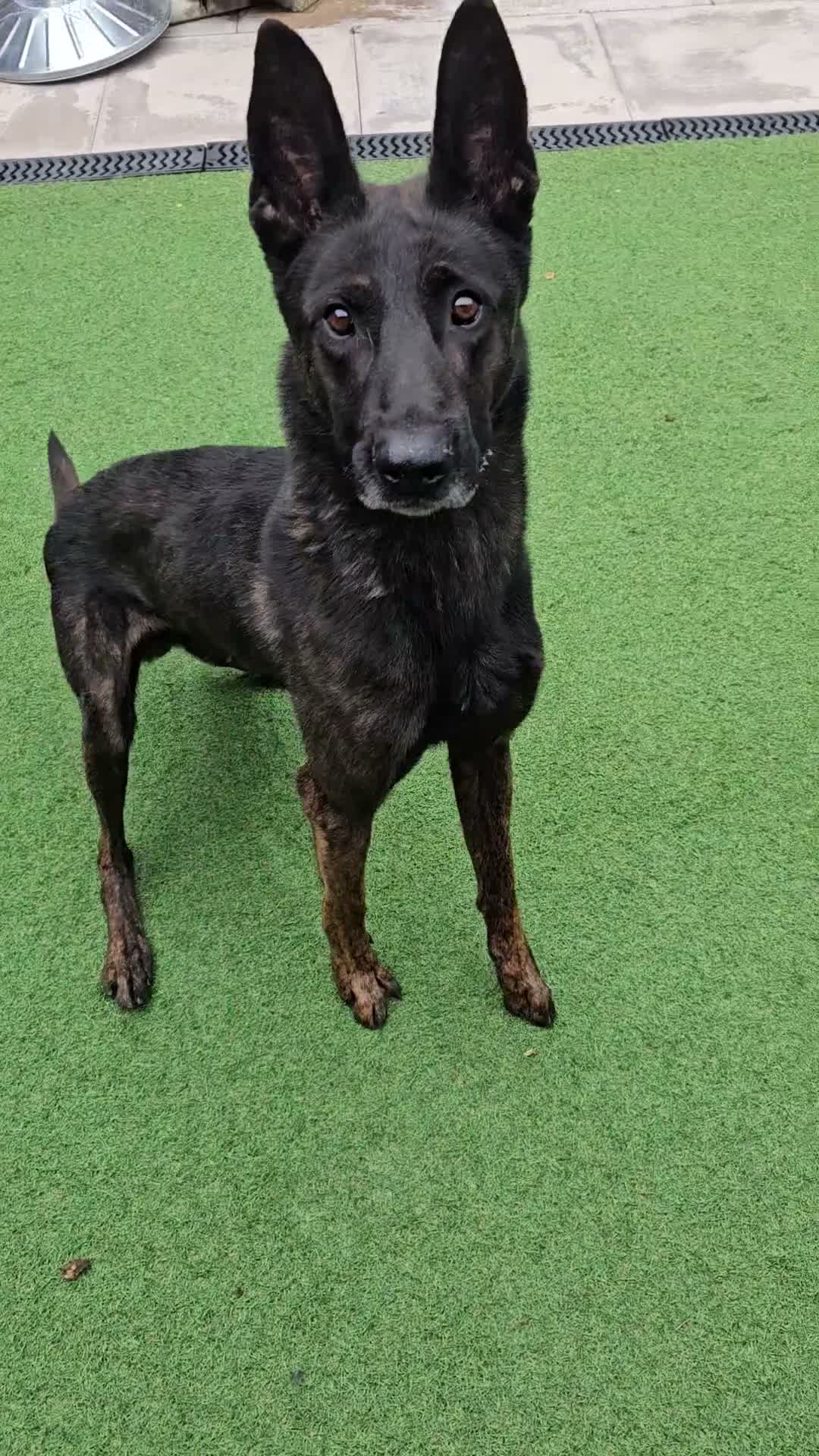 Belgian Shepherd Dog dogs for sale: Working Belgian malinois in Sale - Video 1