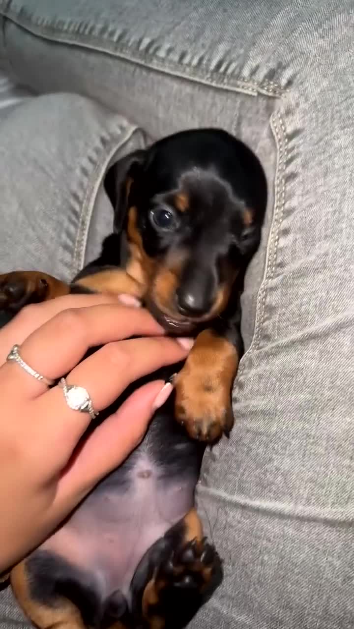 Miniature Dachshund dogs for sale: 2 miniature dachshunds - Video 3