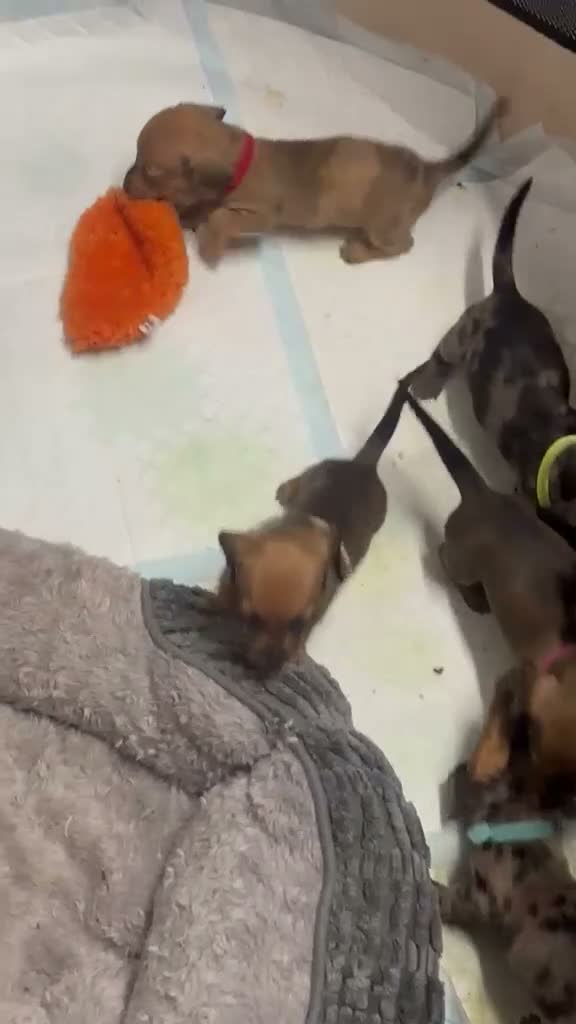 Miniature Dachshund dogs for sale: Beautiful litter of miniature Dachshund  - Video 1