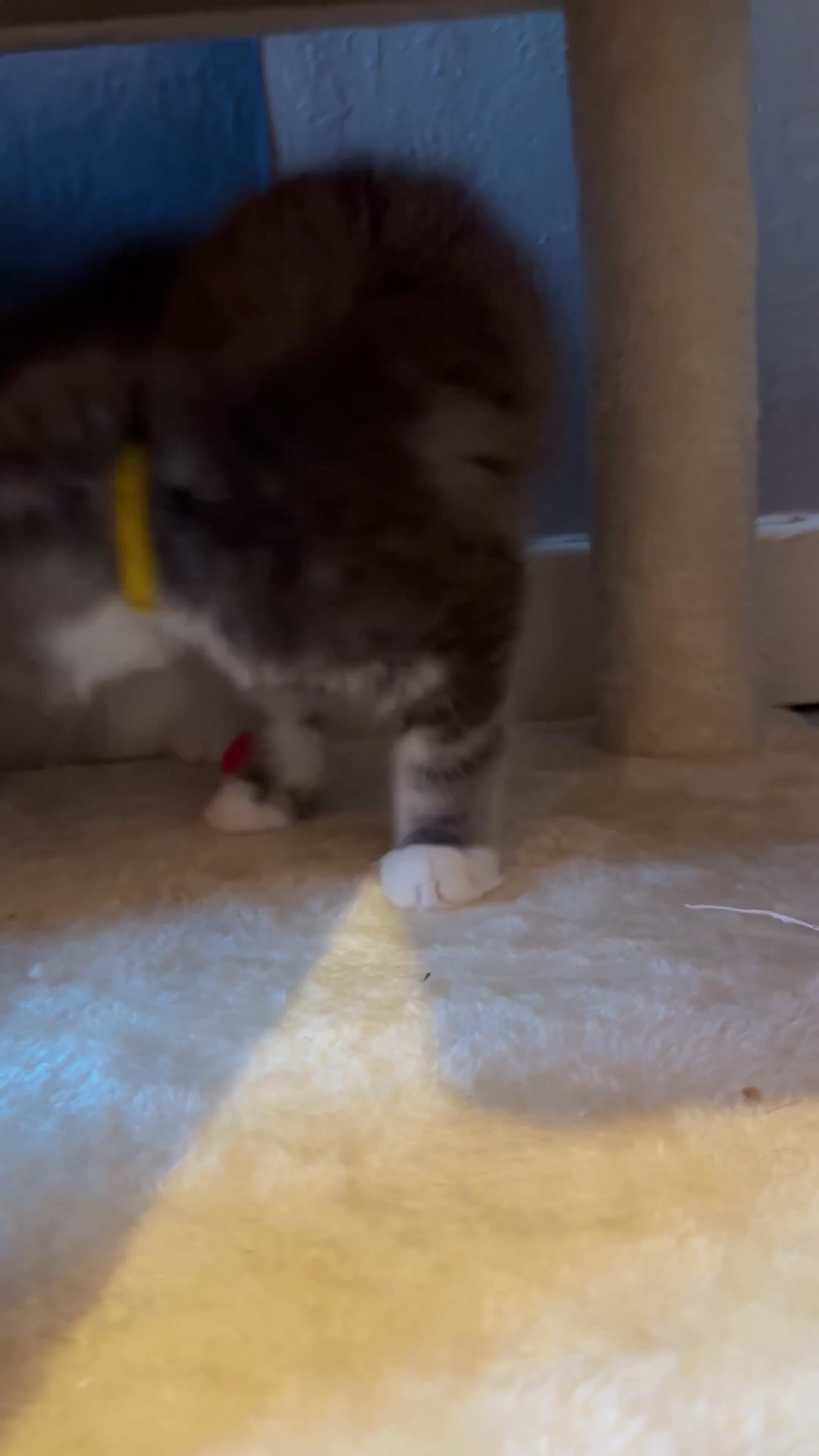 Maine Coon cats for sale: Maine Coon kittens XXL - Video 1
