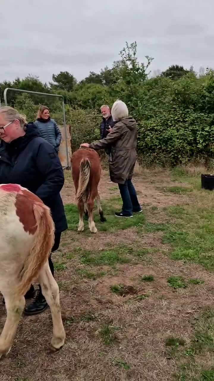 Dartmoor horses for sale: Beautiful & quiet Dartmoor Hill Colt in Colchester - Video 2
