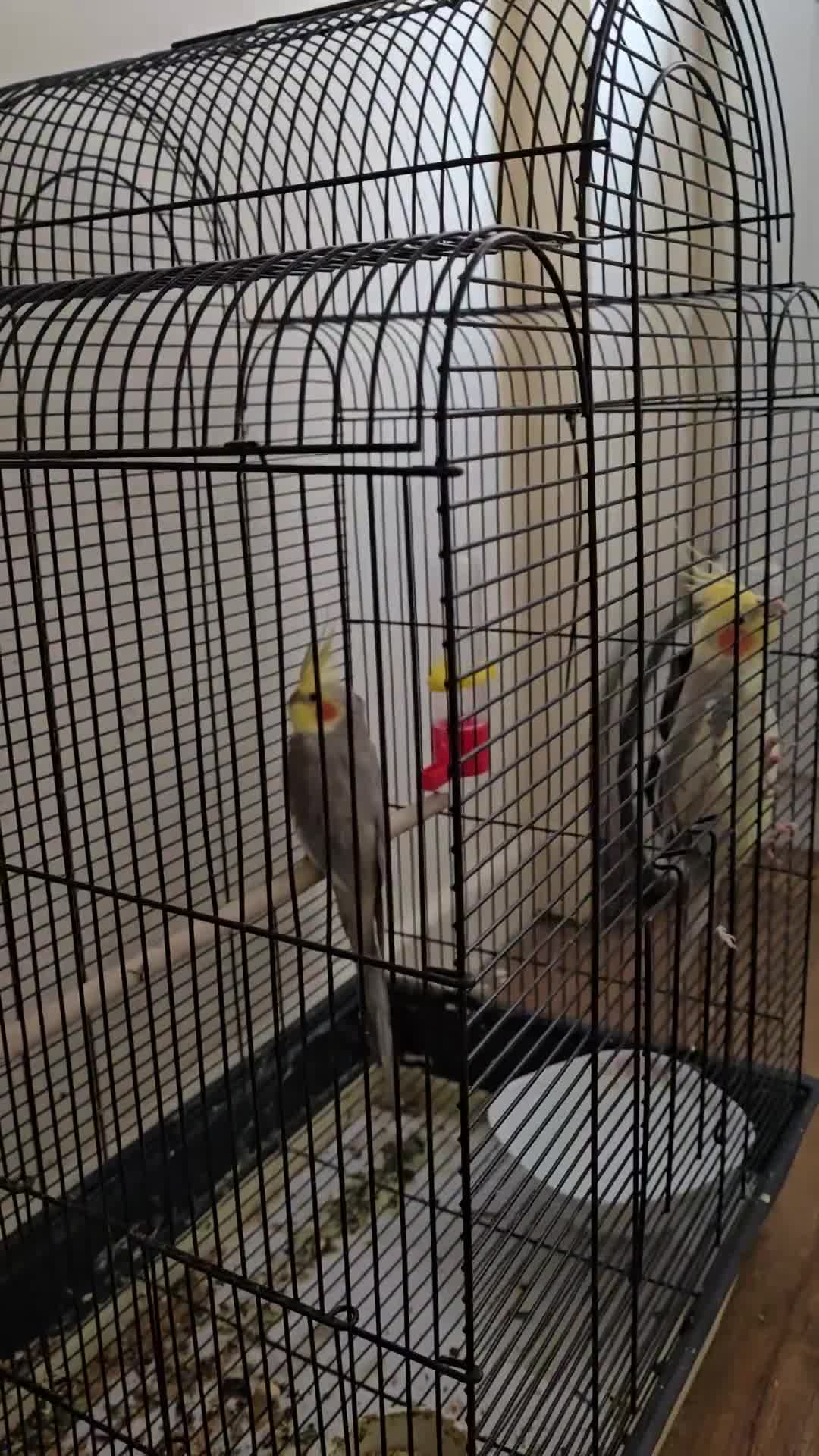 Cockatiels birds for sale: Cocktails bird - Video 1
