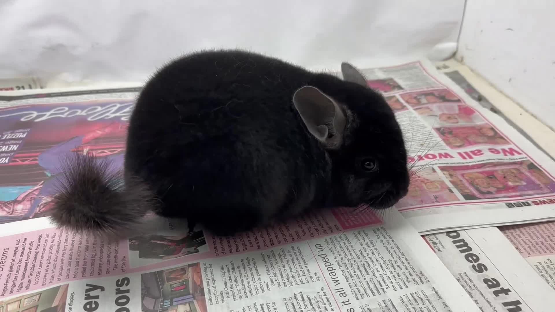 Chinchilla rodents for sale: Sooty, Fabulous Extra Dark Ebony boy.  Super tame - Video 1