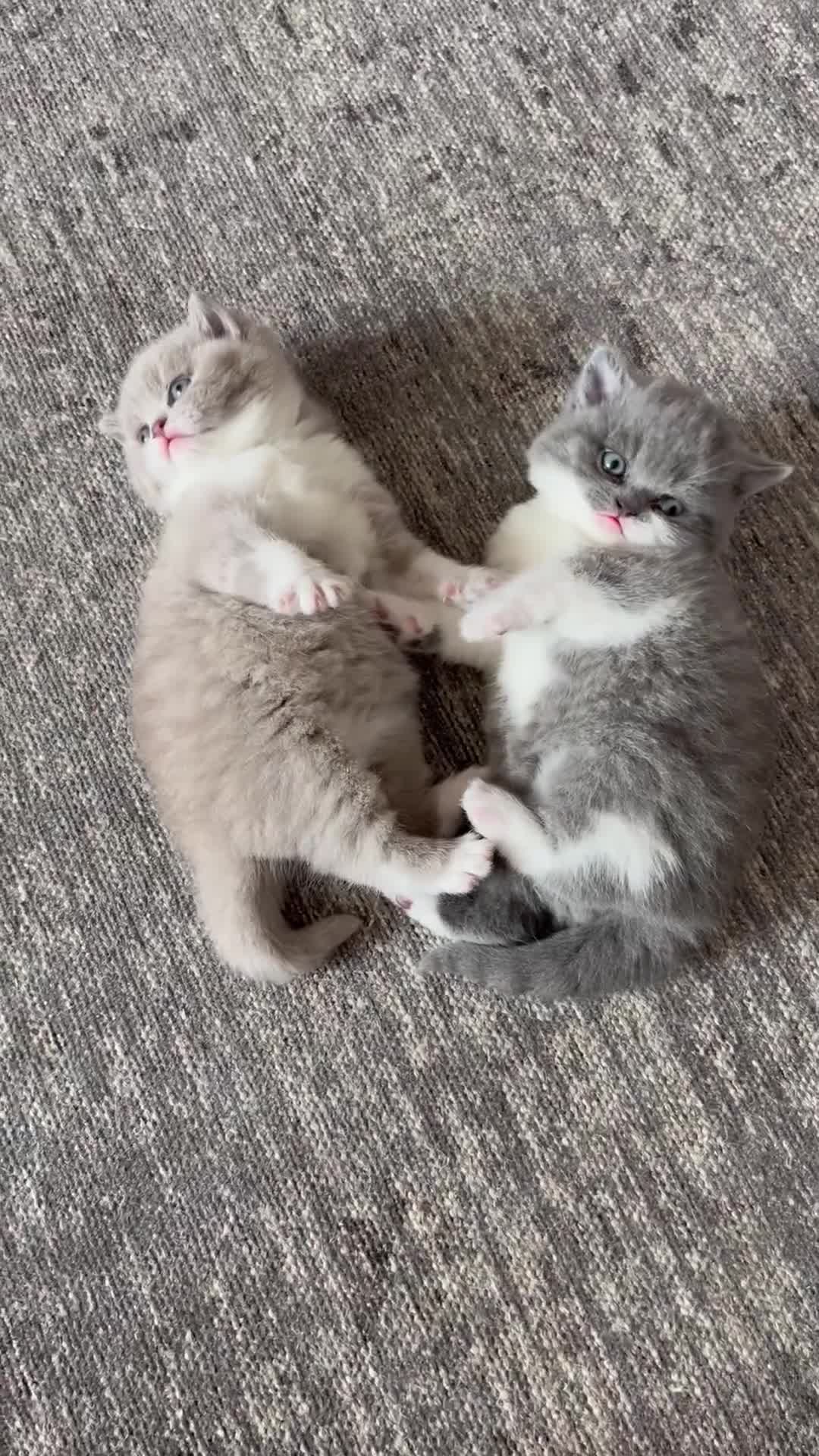 British Shorthair cats for sale: BSH grey/white fluffy female kitten  - Video 1