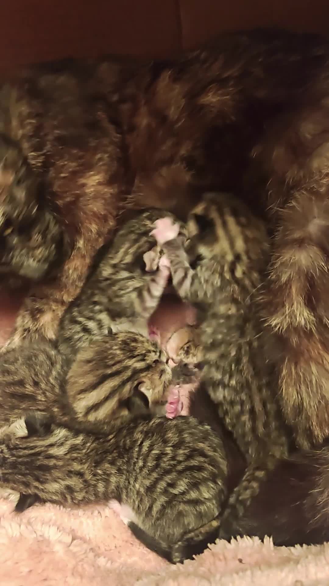 Mixed Breed cats for sale: Tabby torty cross in Derby - Video 2