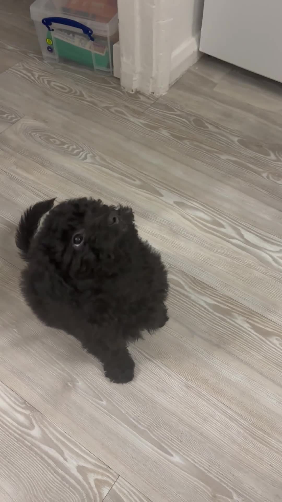 Cavapoo dogs for sale: Fb1 cavapoo - Video 1