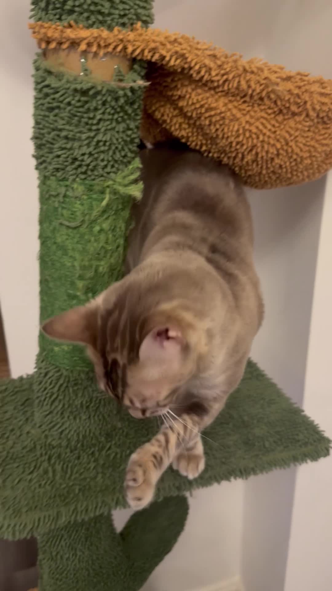 Bengal cats for sale: Beautiful Blue Girl  in Manchester - Video 1