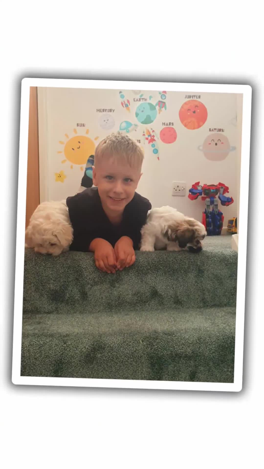 Bichon Frise dogs for sale: Bishon poppy's available  - Video 2