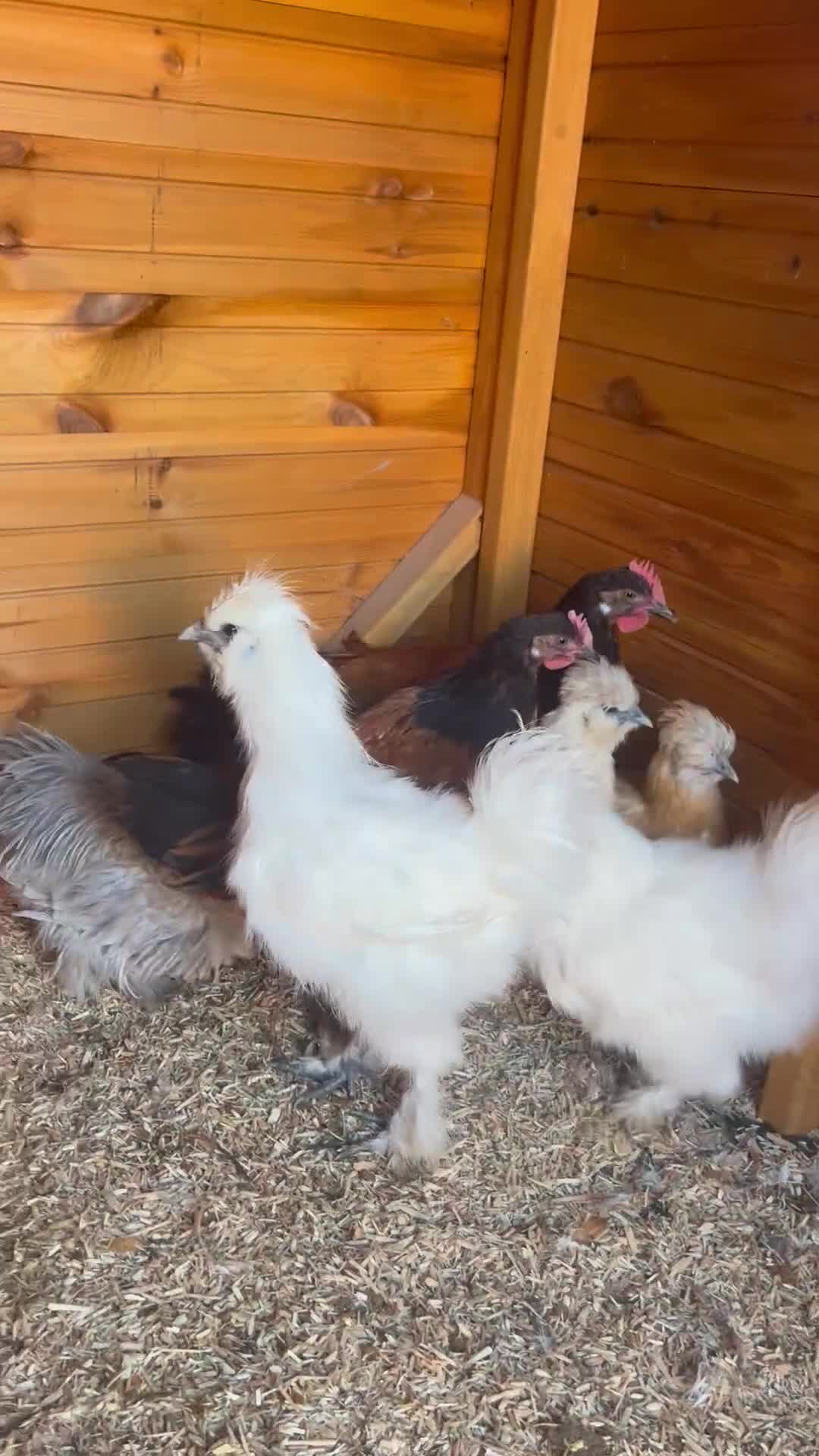 Chickens poultry for sale: Silkie , Americano cockerels for sale  - Video 1