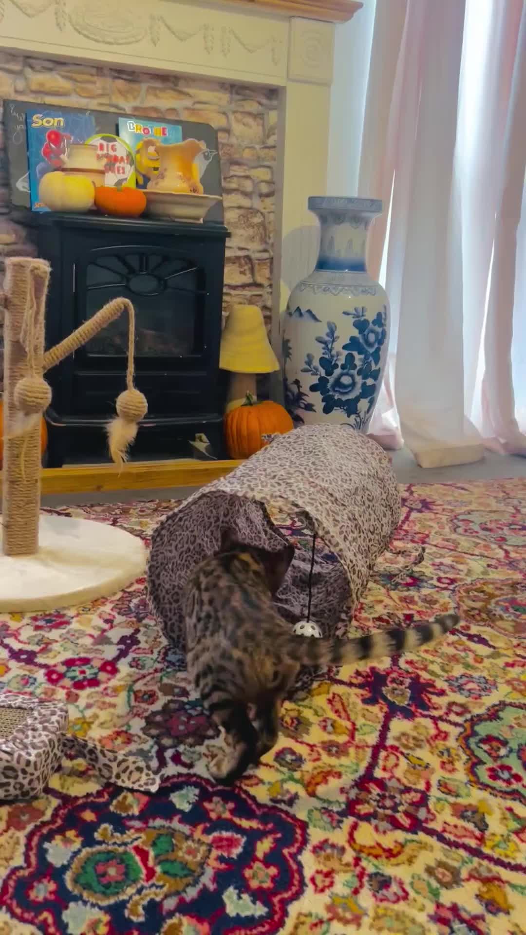 Bengal cats for sale: Tica registered bengal girl kitten 15 weeks - Video 2