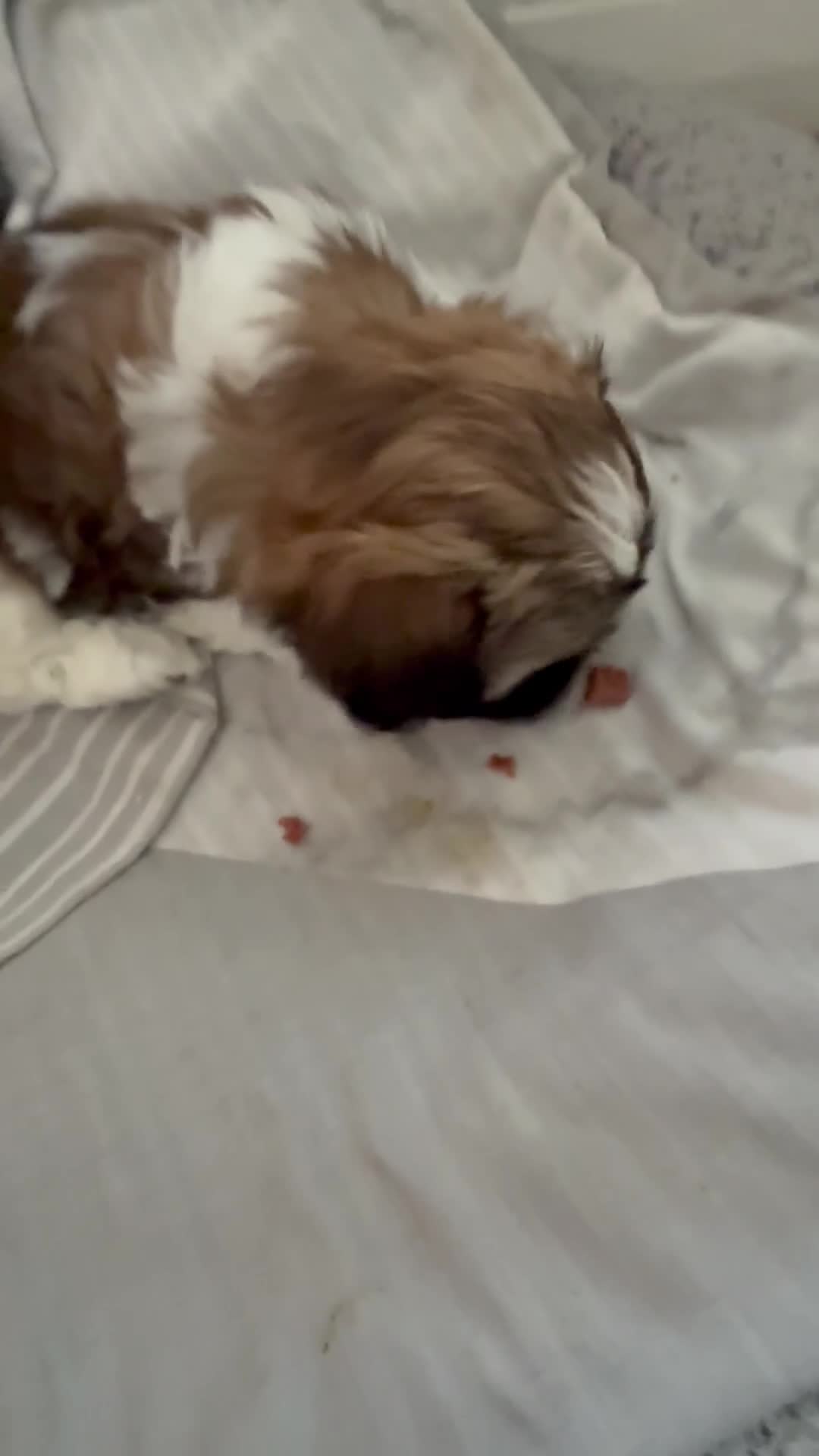 Shih Tzu dogs for sale: 3 beautiful Shih Tzu pups  - Video 1