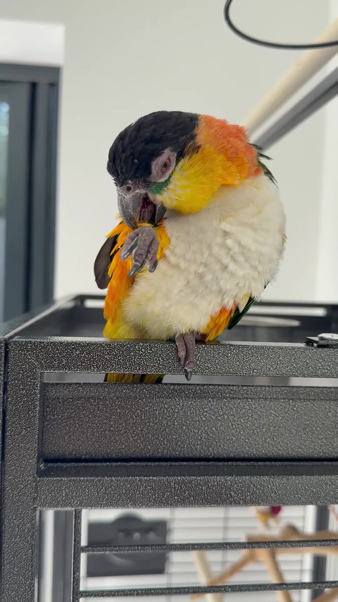 Parrots birds for sale: Tame Male DNA Caique - Video 1