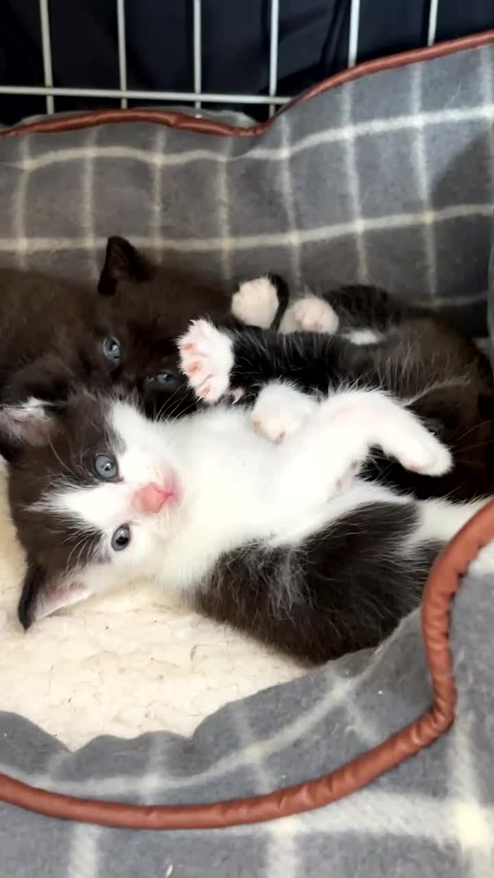 Mixed Breed cats for sale: Two mixed breed boys available  - Video 1