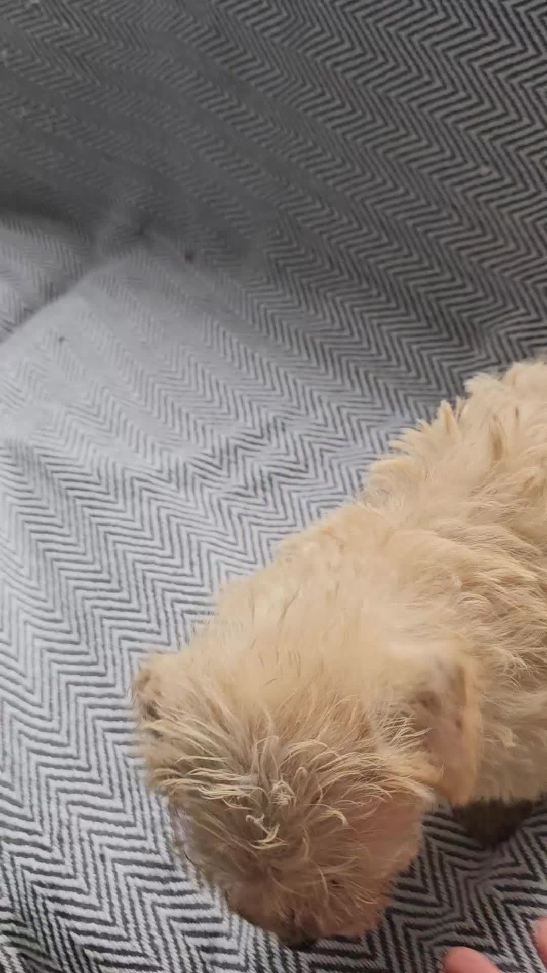 Mixed Breed dogs for sale: Last girl left  - Video 1