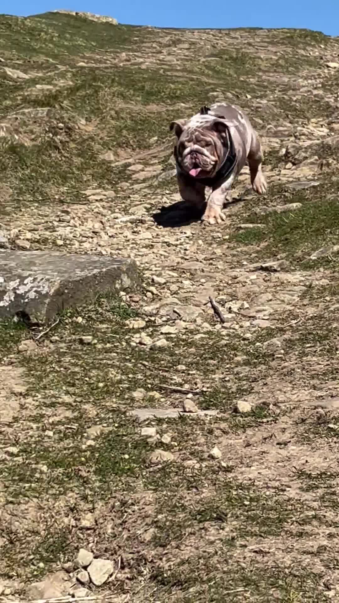 English Bulldog dogs for sale: English Bulldog 9 months old  - Video 1