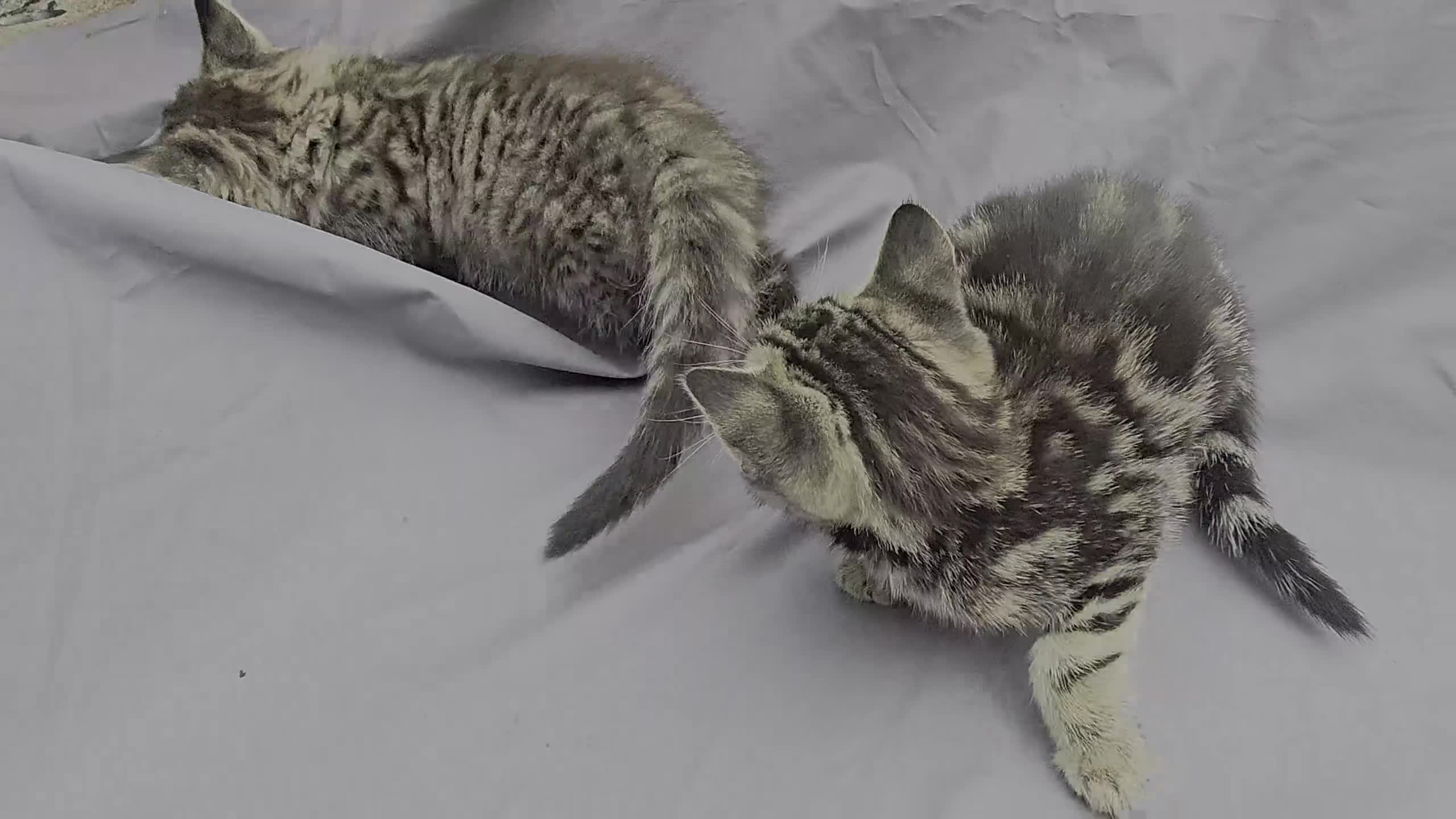European cats for sale: Beautiful, friendly and playful kittens - Video 4