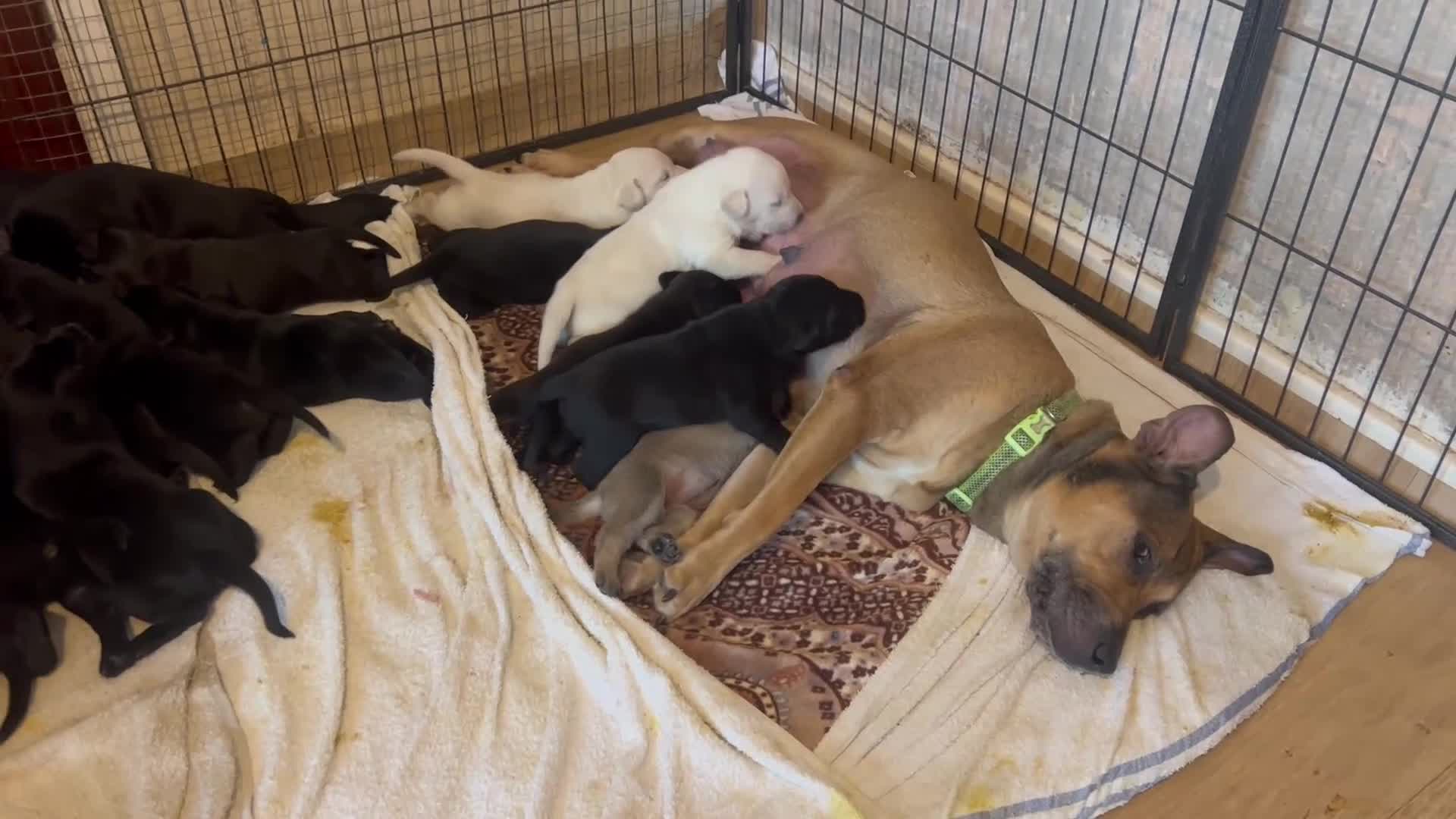 Mixed Breed dogs for sale: Beautiful mix Labrador/German Shepherd/Stuffy - Video 2