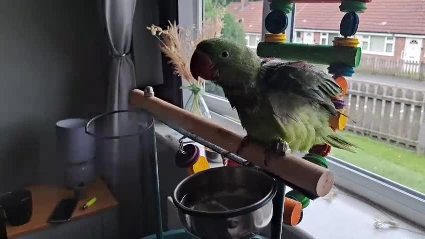 Parrots birds for sale: Alexanderine parrot super tame - Video 1